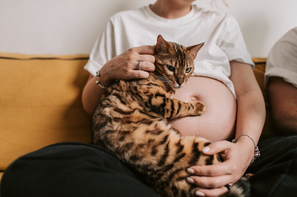 Photo by Vlada Karpovich: https://www.pexels.com/photo/pregnant-woman-holding-a-bengal-cat-8359704/